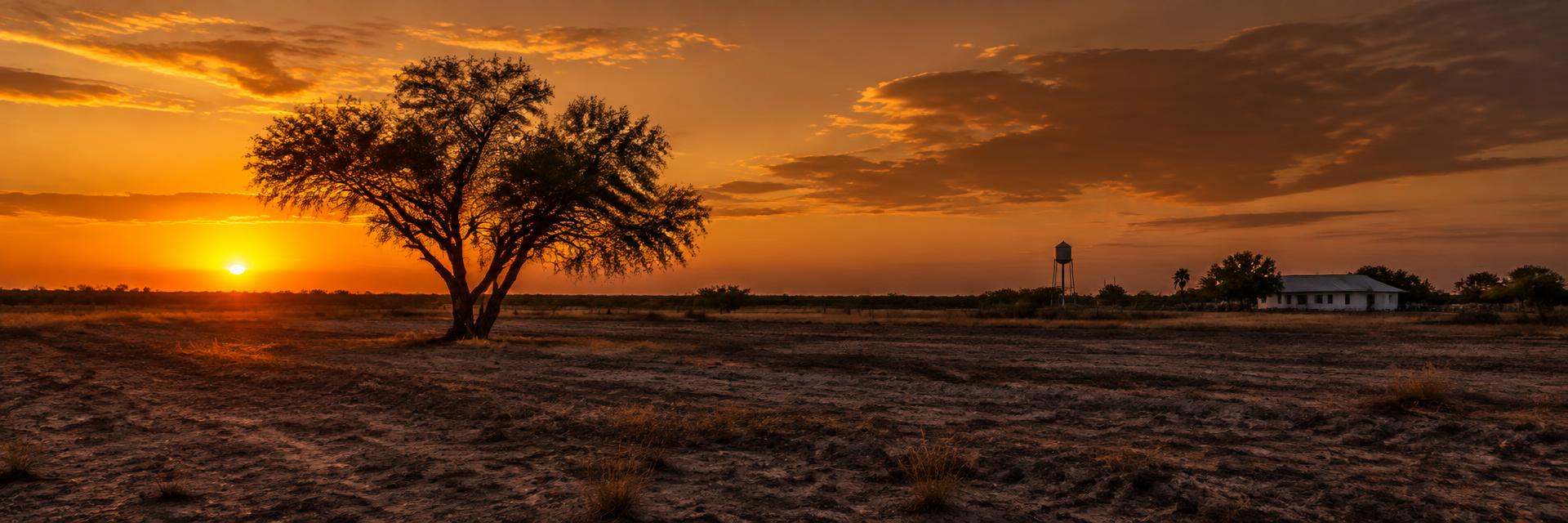 Rio Grande Valley horizon at golden hour with a lone mesquite tree